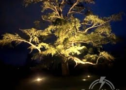 Grant Keddle Electrical - Cedar Tree Feature Lighting