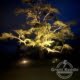 Grant Keddle Electrical - Cedar Tree Feature Lighting